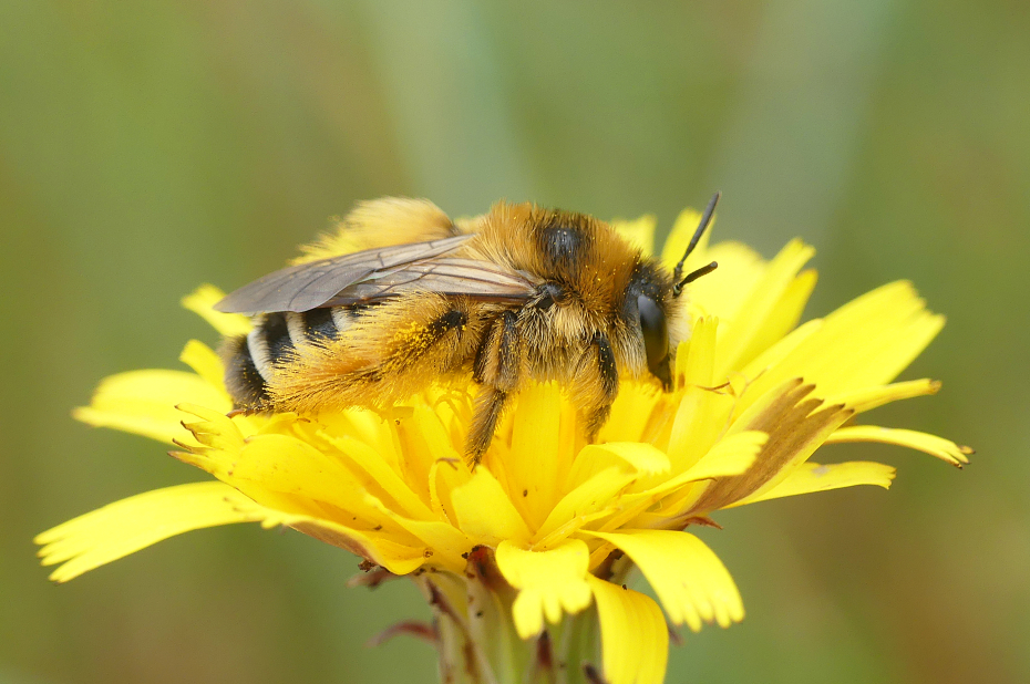 Wilde bijensoort, pluimvoetbij, verzamelt stuifmeel en drinkt nectar van de paardenbloem.