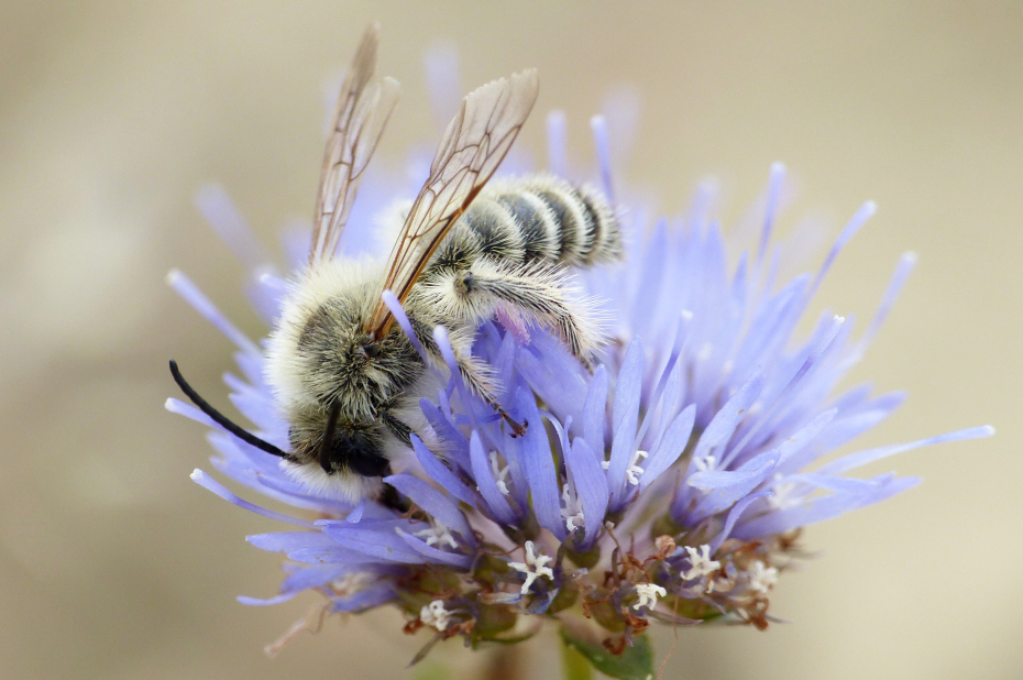 Wilde bijensoort, pluimvoetbij, drinkt nectar uit een paarse bloem.