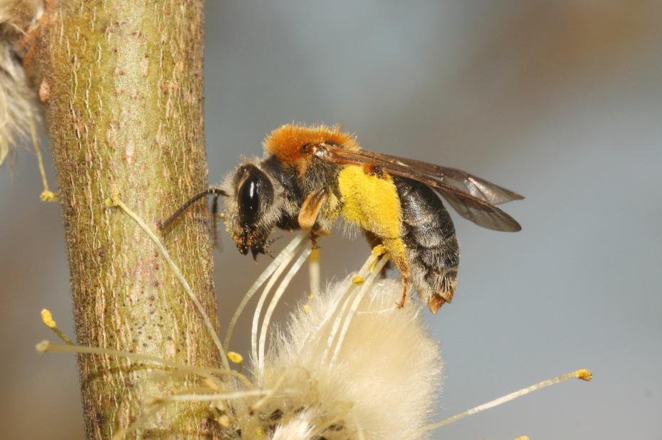 Wilde bijensoort, het roodgatje, zit op een katjesachtige bloem.