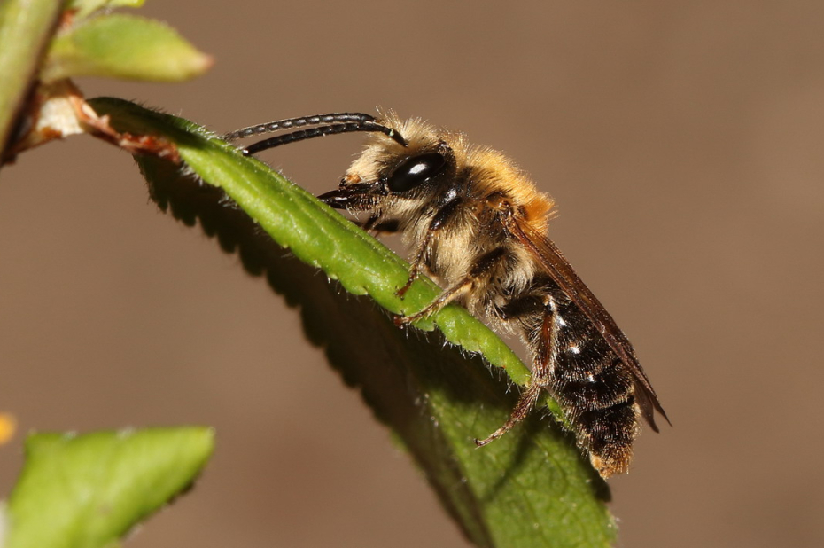 Wilde bijensoort, het roodgatje, zit op een groen blad.