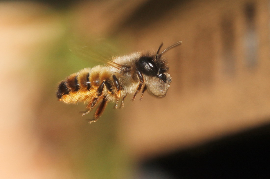 wilde bijensoort, rosse metselbij, vliegt met klei naar het nest om dit hermee te bedekken. 