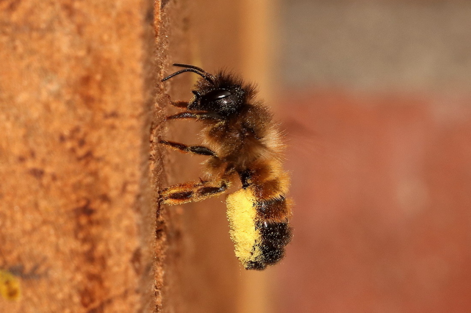 Wilde bijensoort, rosse metselbij, zit met stuifmeel op zijn buik op een rode wand.
