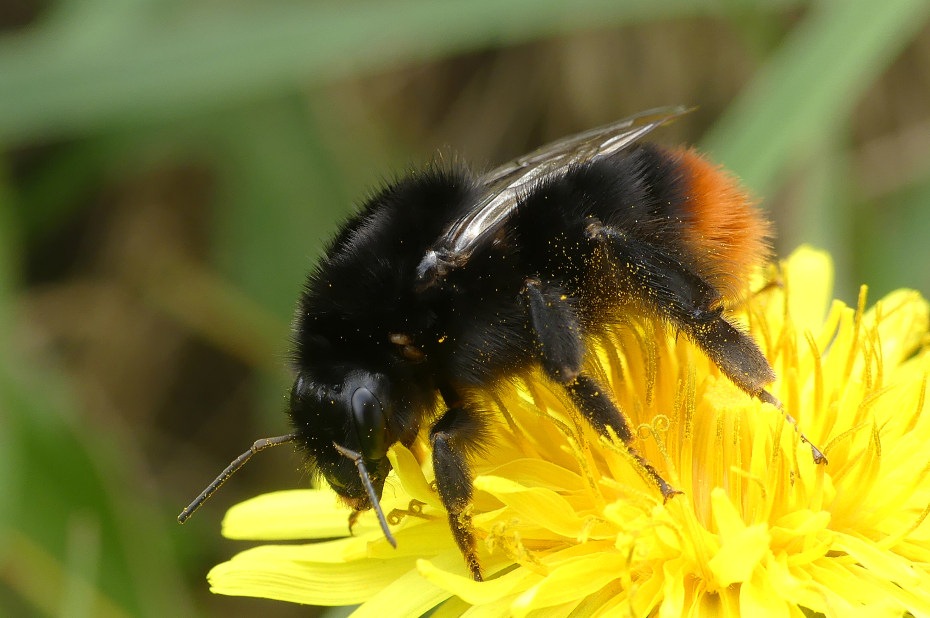 Wilde bijensoort, steenhommel, drinkt nectar uit een gele paardenbloem.