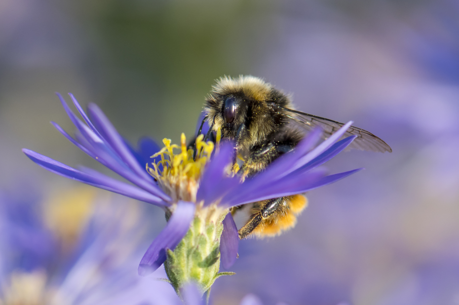 Wilde bijensoort, steenhommel, drinkt nectar uit een paarse bloem.