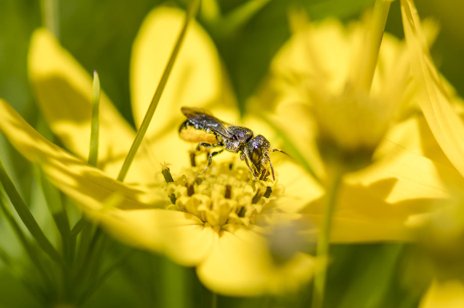 wilde bijensoort, tronkenbij, drinkt nectar gele bloem.