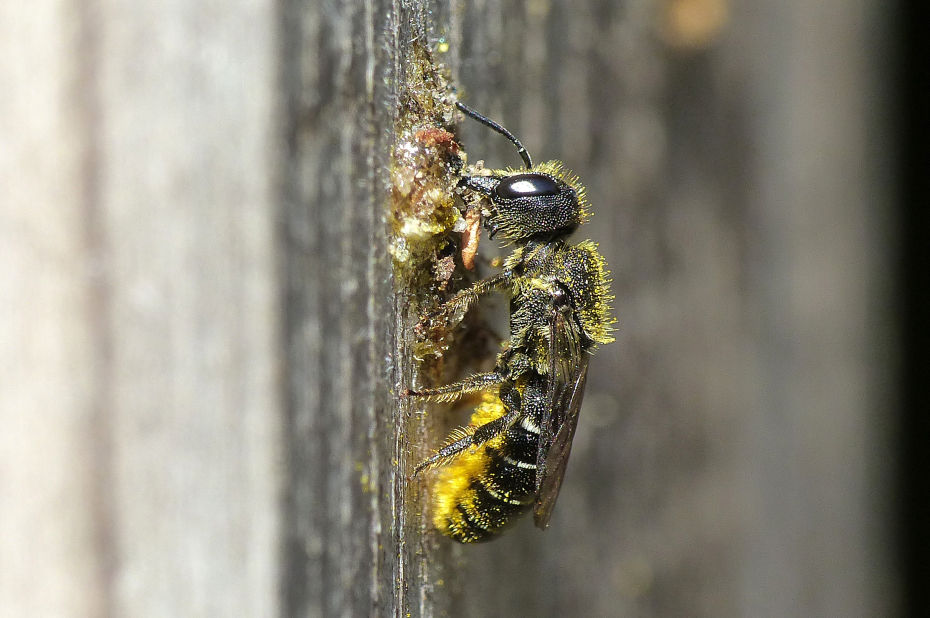 wilde bijensoort, tronkenbij, zit onder het stuifmeel en zit bij zijn nest.