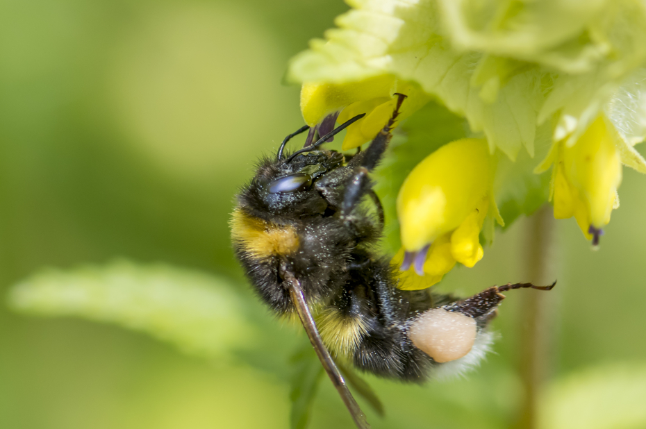 Wilde bijensoort, tuinhommel, drinkt nectar uit een gele bloem en heeft stuifmeel verzamelt aan haar achterpoten.