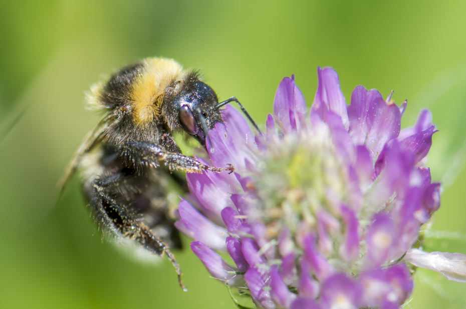 Wilde bijensoort, tuinhommel, drinkt nectar uit een paarse bloem.