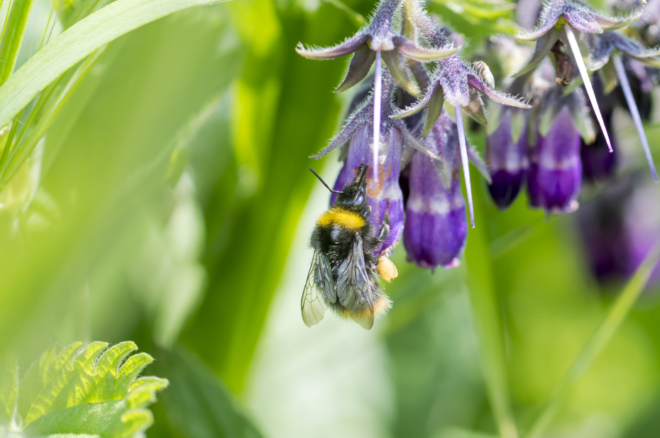 Wilde bijensoort, weidehommel, drinkt nectar via een gat aan de zijkant uit een paarse bloem en heeft stuifmeel verzamelt aan haar achterpoten.