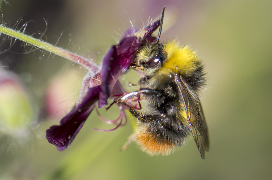 Wilde bijensoort, weidehommel, drinkt nectar uit een ondiepe paarse bloem, zodat ze erbij kan met haar korte tong.
