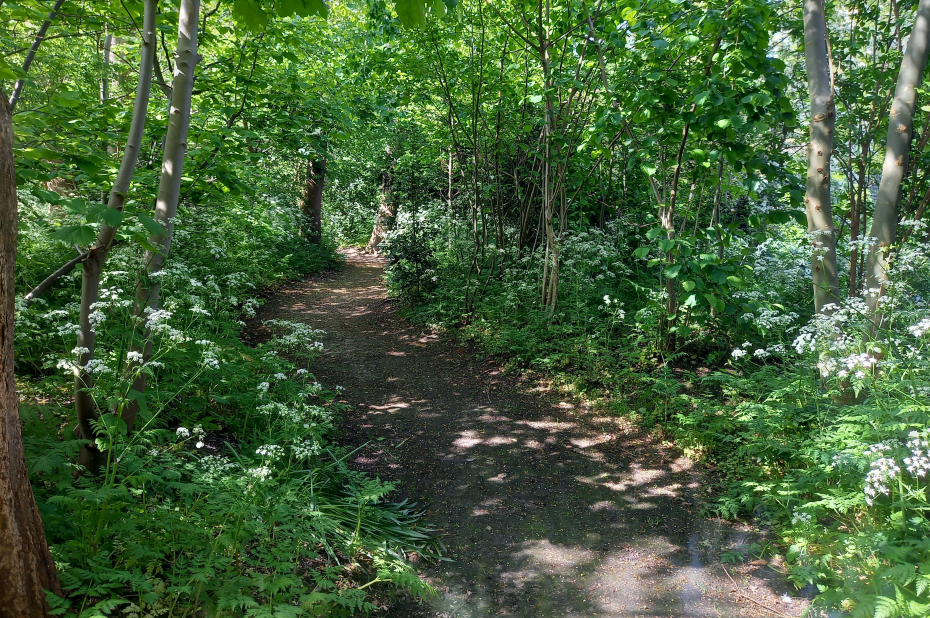 Wilde tuin Boerhaavehuis Voorhout. Eén van de onderzoekslocaties.