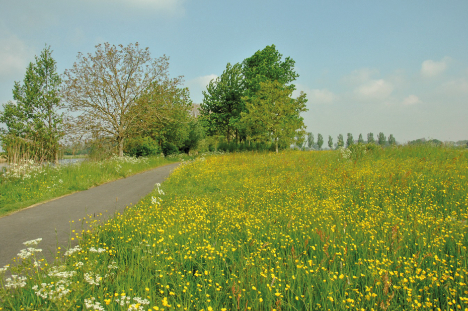 fietspad met brede bloemrijke berm, met vooral veel boterbloemen