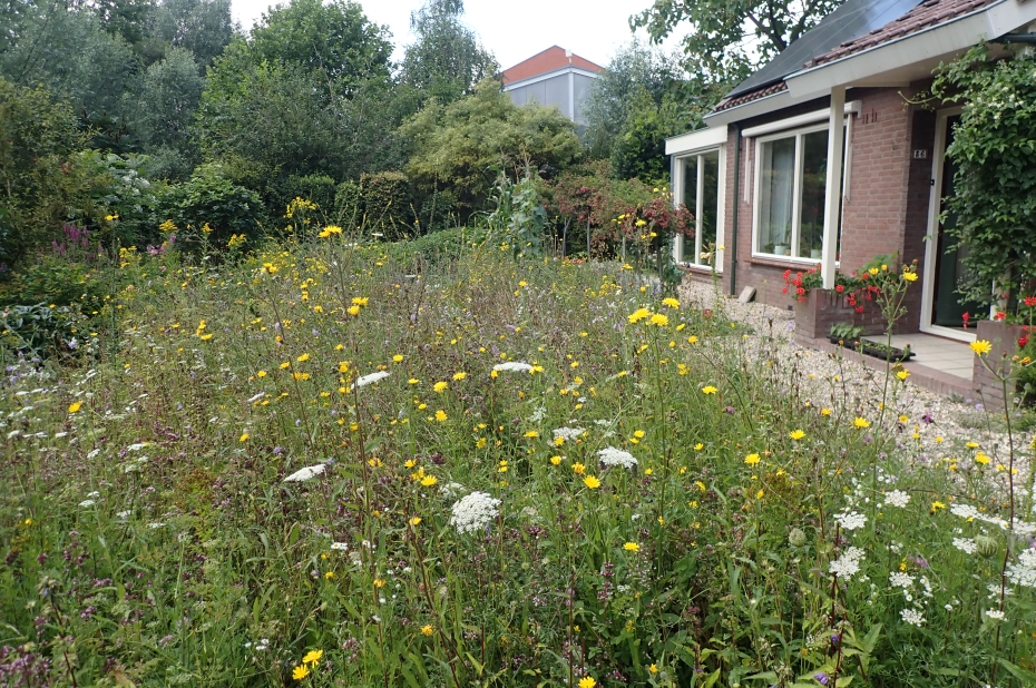bloeiende ingezaaide bloemenweide in een tuin