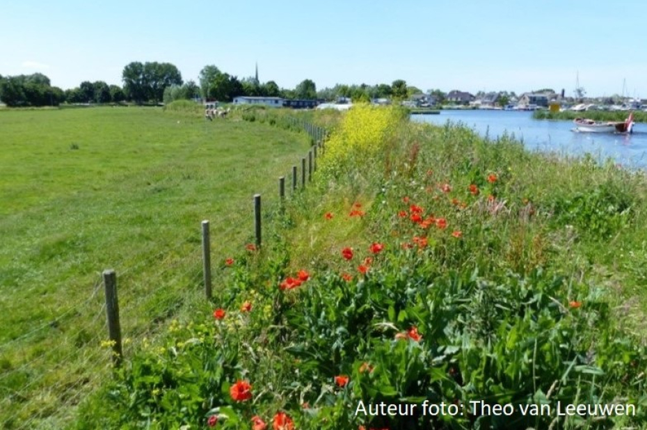 bloeiende ingezaaide strook tussen weiland en oever, met o.a.  klaprozen en koolzaad