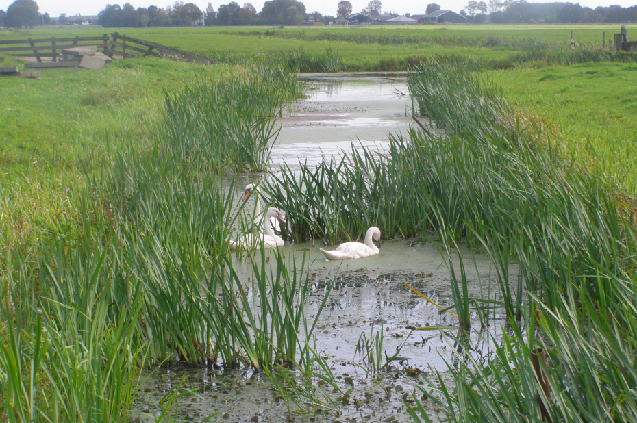 Sloot in veenweidegebied met oeverplanten en zwanen
