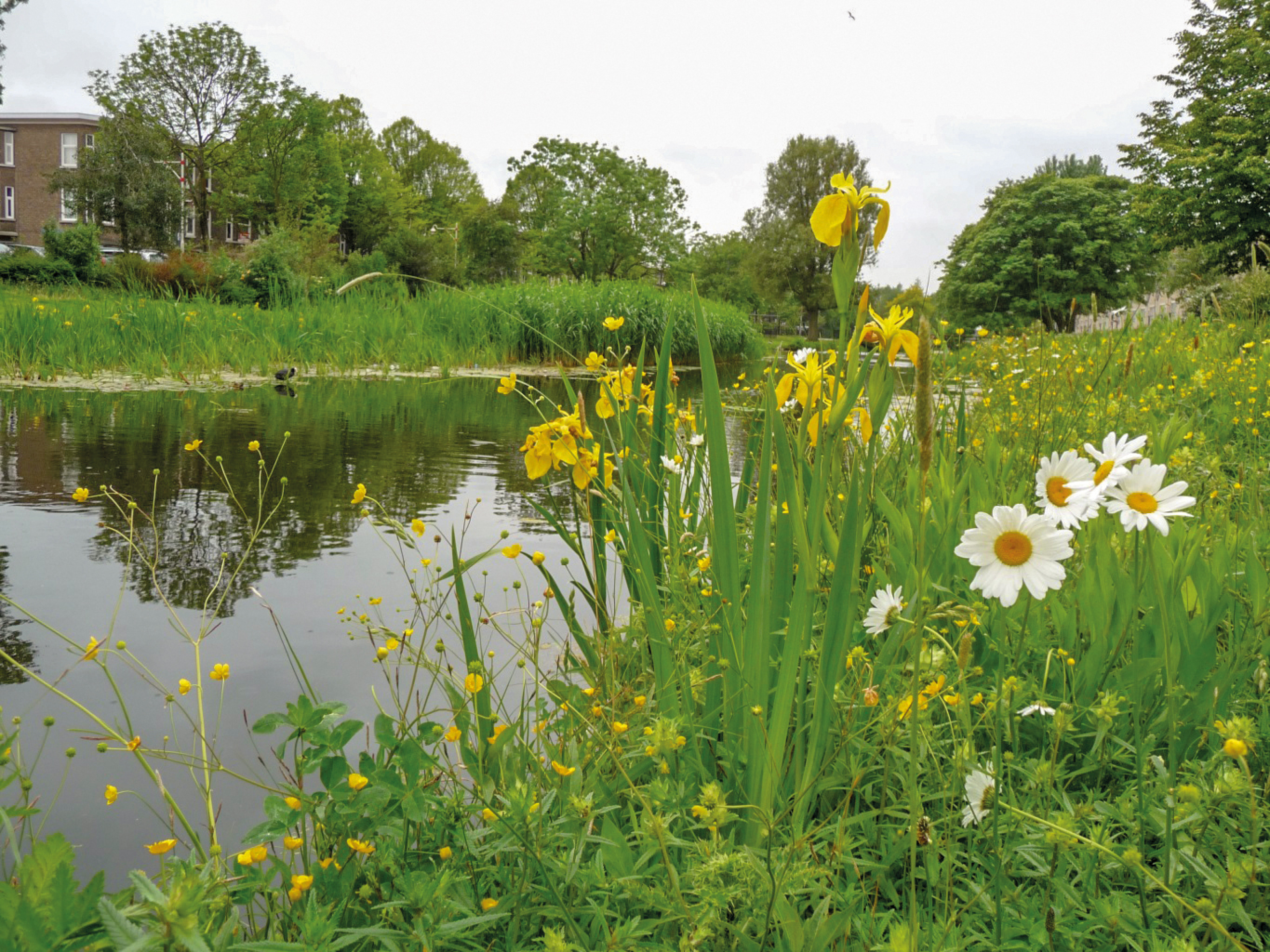 sloot met oevers en bloeiende oeverplanten