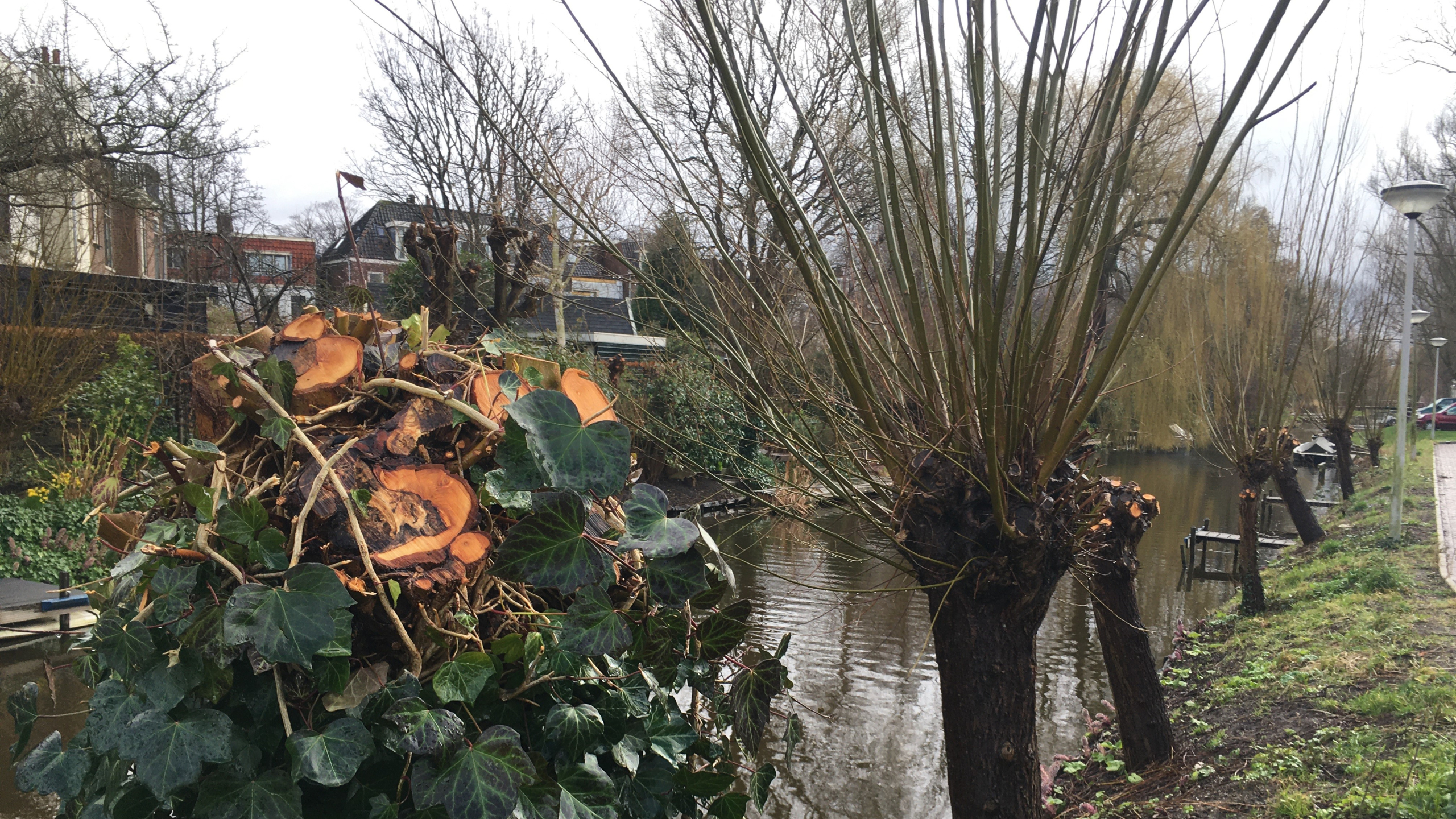 wilgen langs een sloot om en om niet en wel geknot