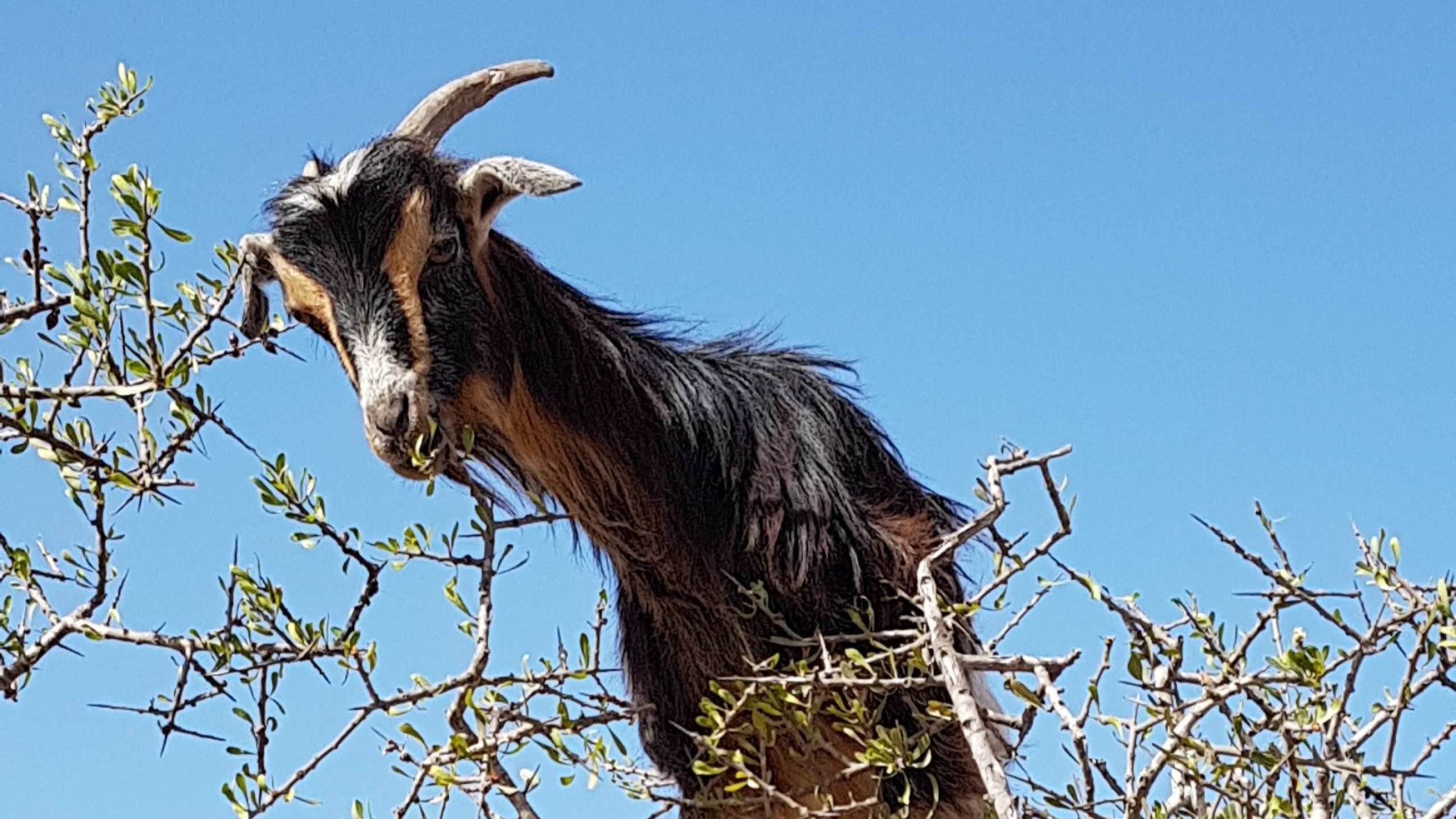 geit staat in een argan-boom en eet er van