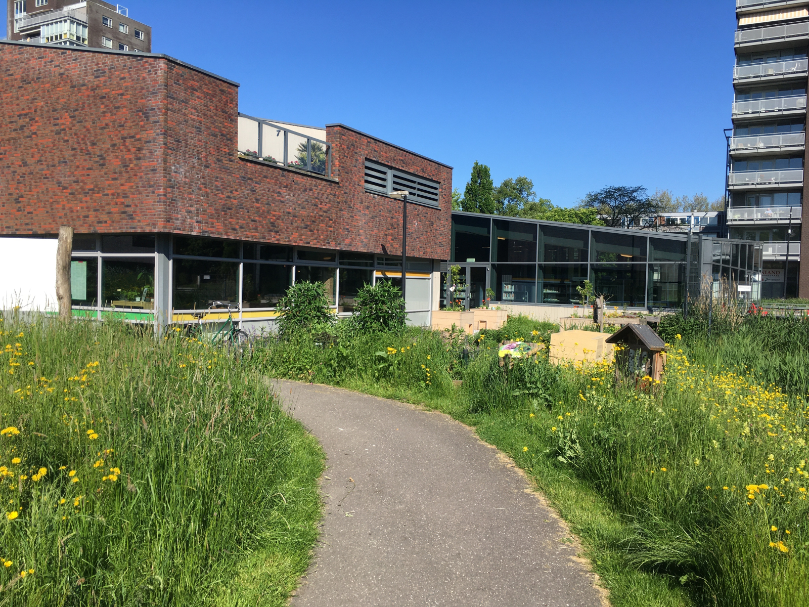 Bloemrijk gras langs pad, met een slamme rand kort gemaid. Gebouwen op de achtergrond.