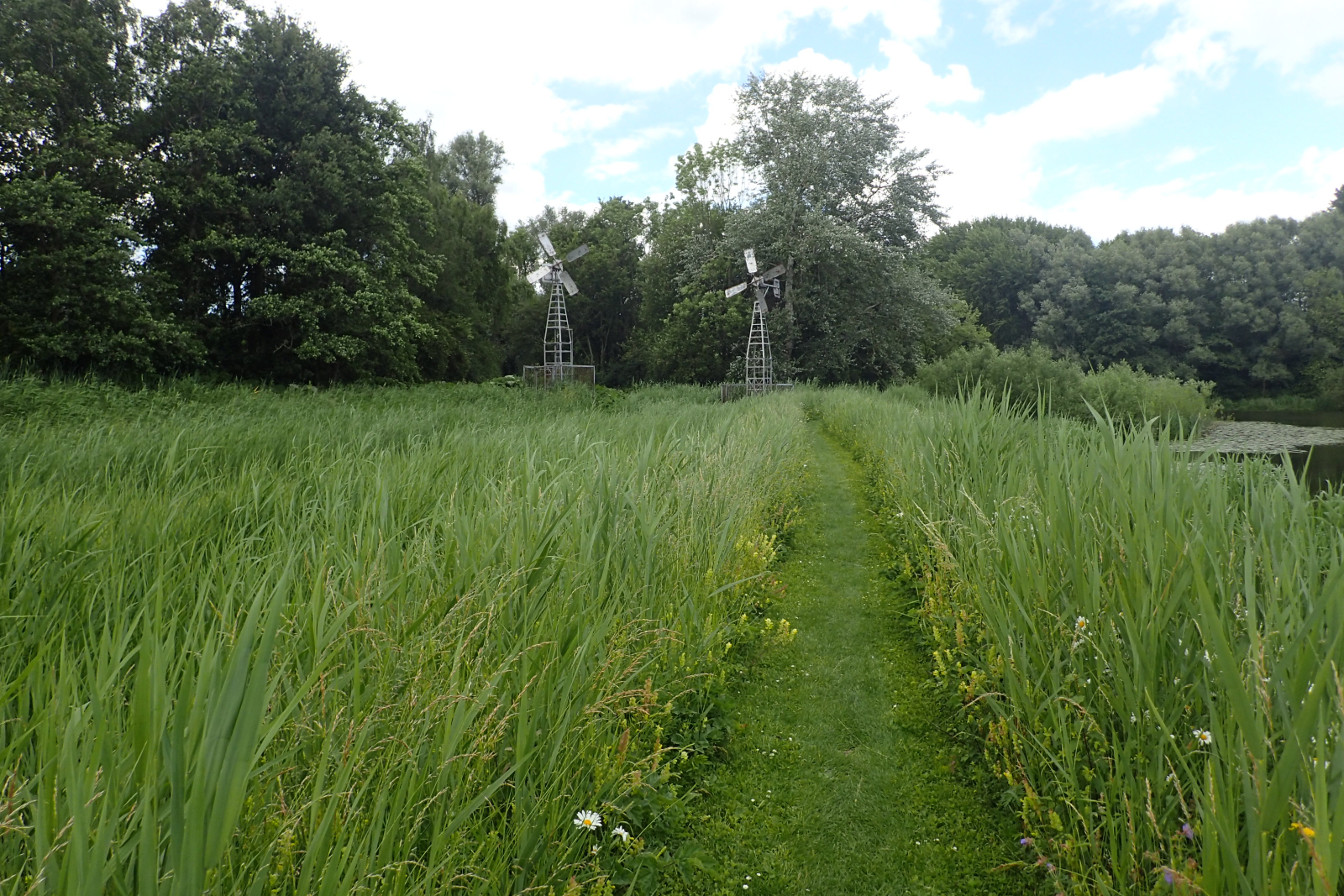 Vochtig kruidenrijk grasland met een graspad. Bomen er omheen en tweemetalen molentjes in de achtergrond. 