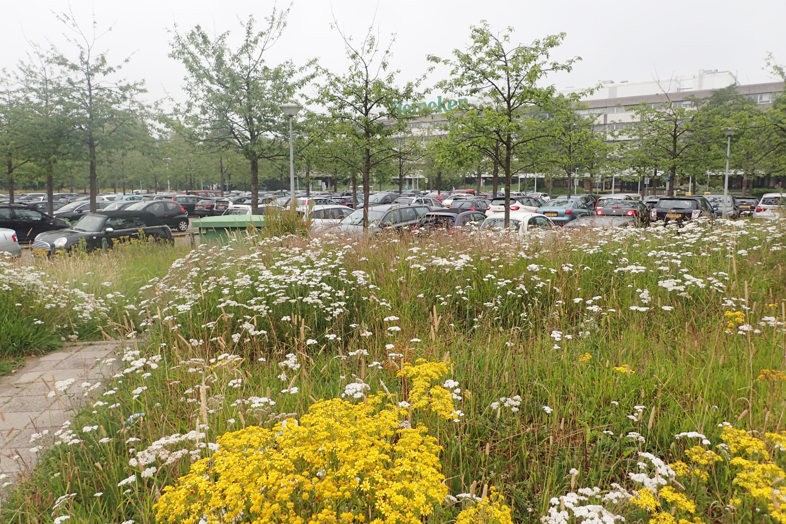 bloemrijk gras in de berm met daar achter een grote volle parkeerplaats met bomen en een gebouw in de achtergrond. 