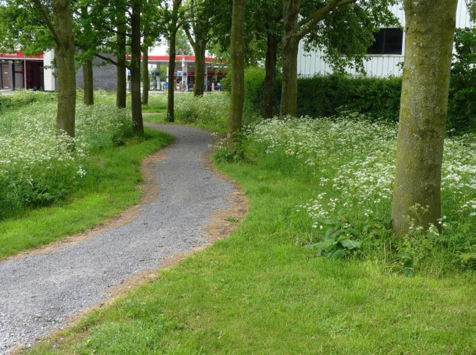 Een wandelpad tussen bomen door met links en rechts bloeiend fluitenkruid. Langs het pad is een strook kortgemaaid. Gebouwen in de achtergrond.
