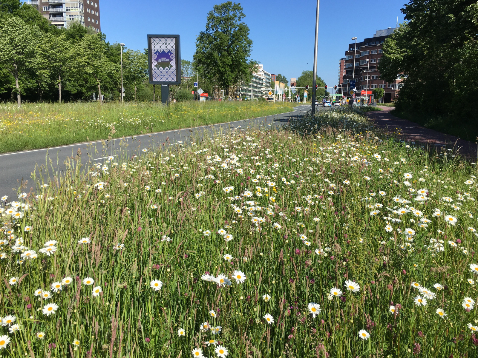 Bloemrijke berm met o.a. bloeiende margrieten, langs asfaltweg, met bomen en flatgebouwen in de achtergrond