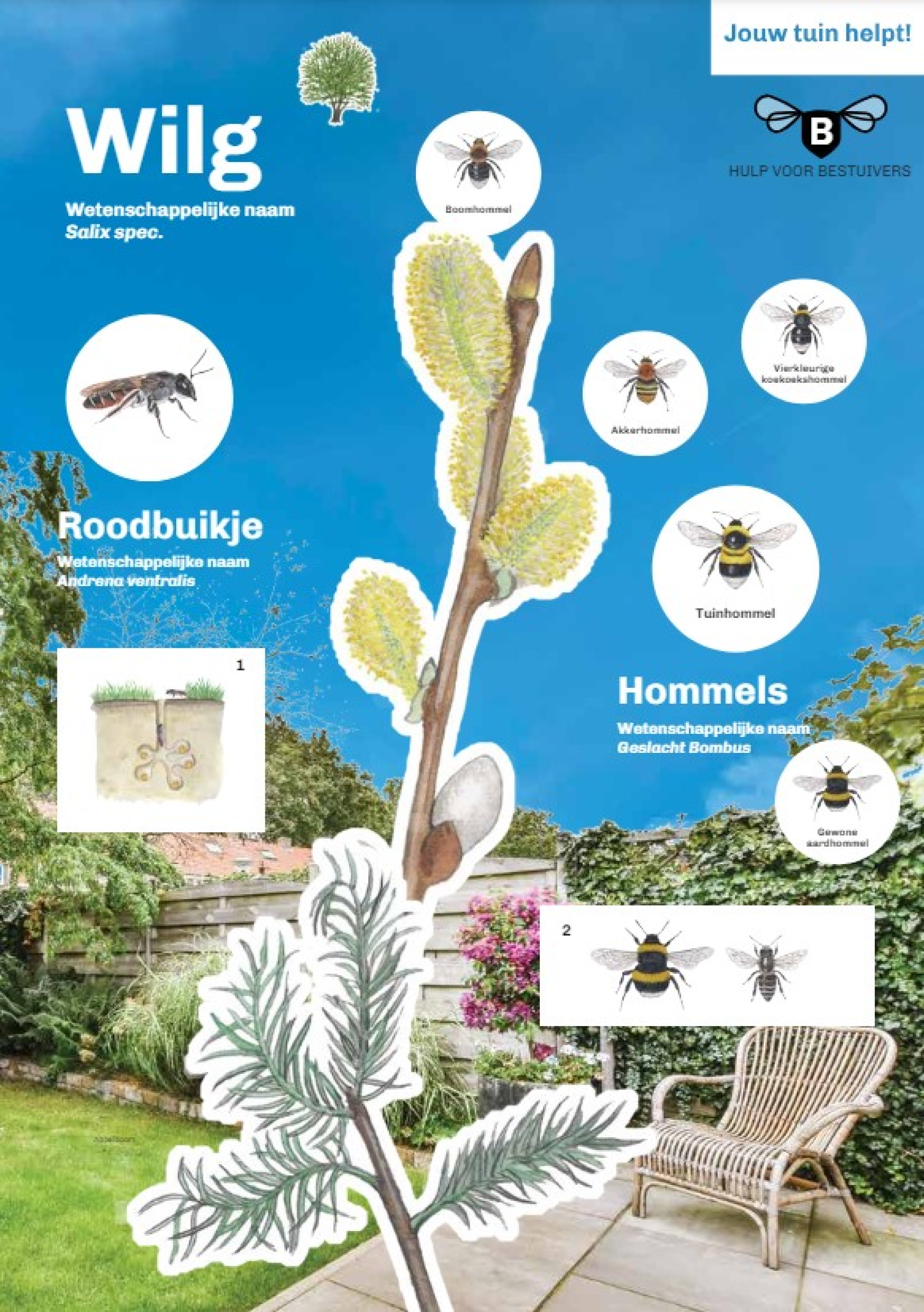 Poster over wilg in de tuin en de bijen die stuifmeel verzamelen van wil.