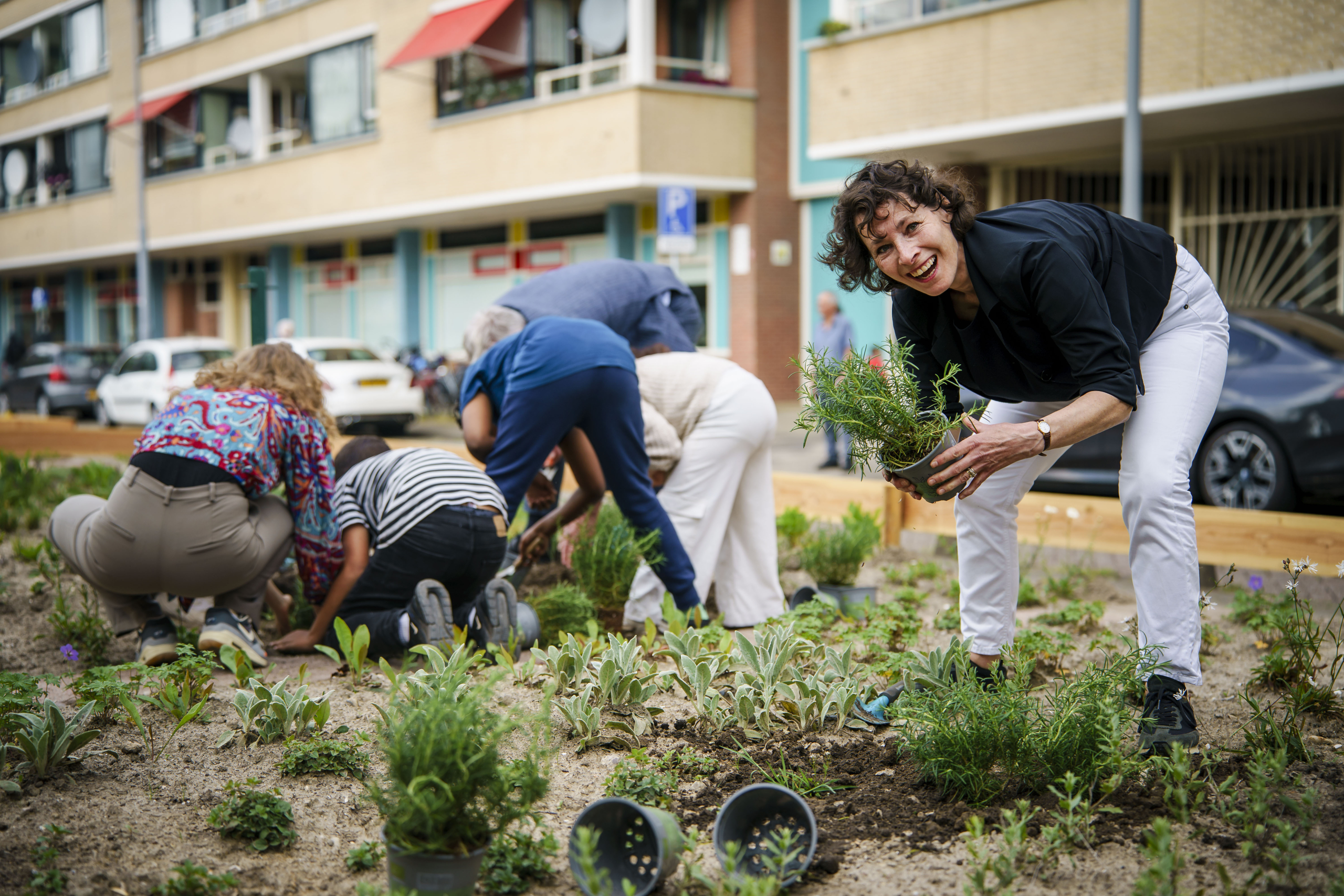 Ingeborg Berger plant rozemarijn voor de rosse metselbij, de wijkbij van Bospolder. Op de achtergrond meer planters.