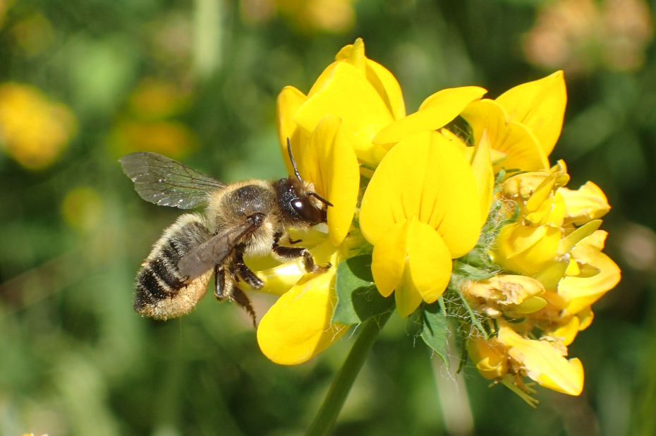 Grote bladsnijder op rolklaver