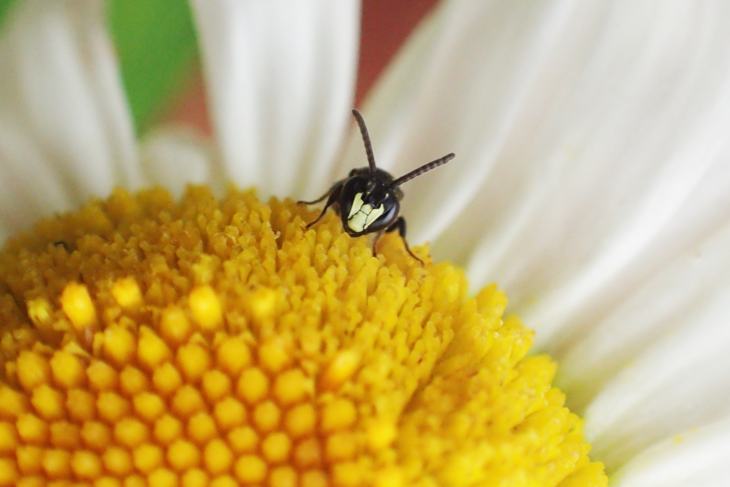 Mannetje gewone maskerbij op een margriet.