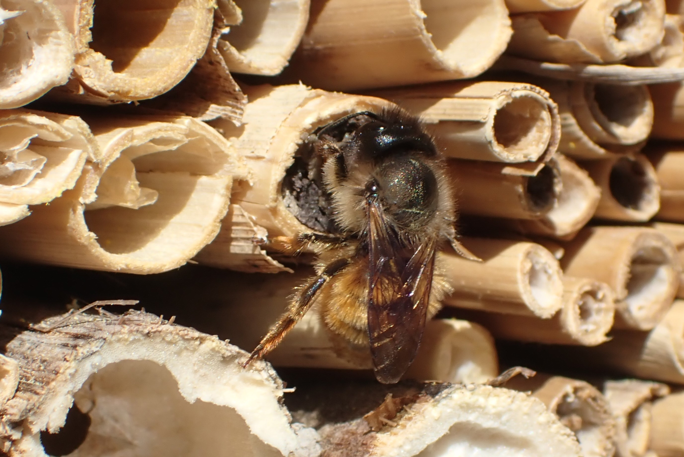 Het vrouwtje van de rosse metselbij metselt een nestgang dicht in een rietstengel in een bijenhotel.