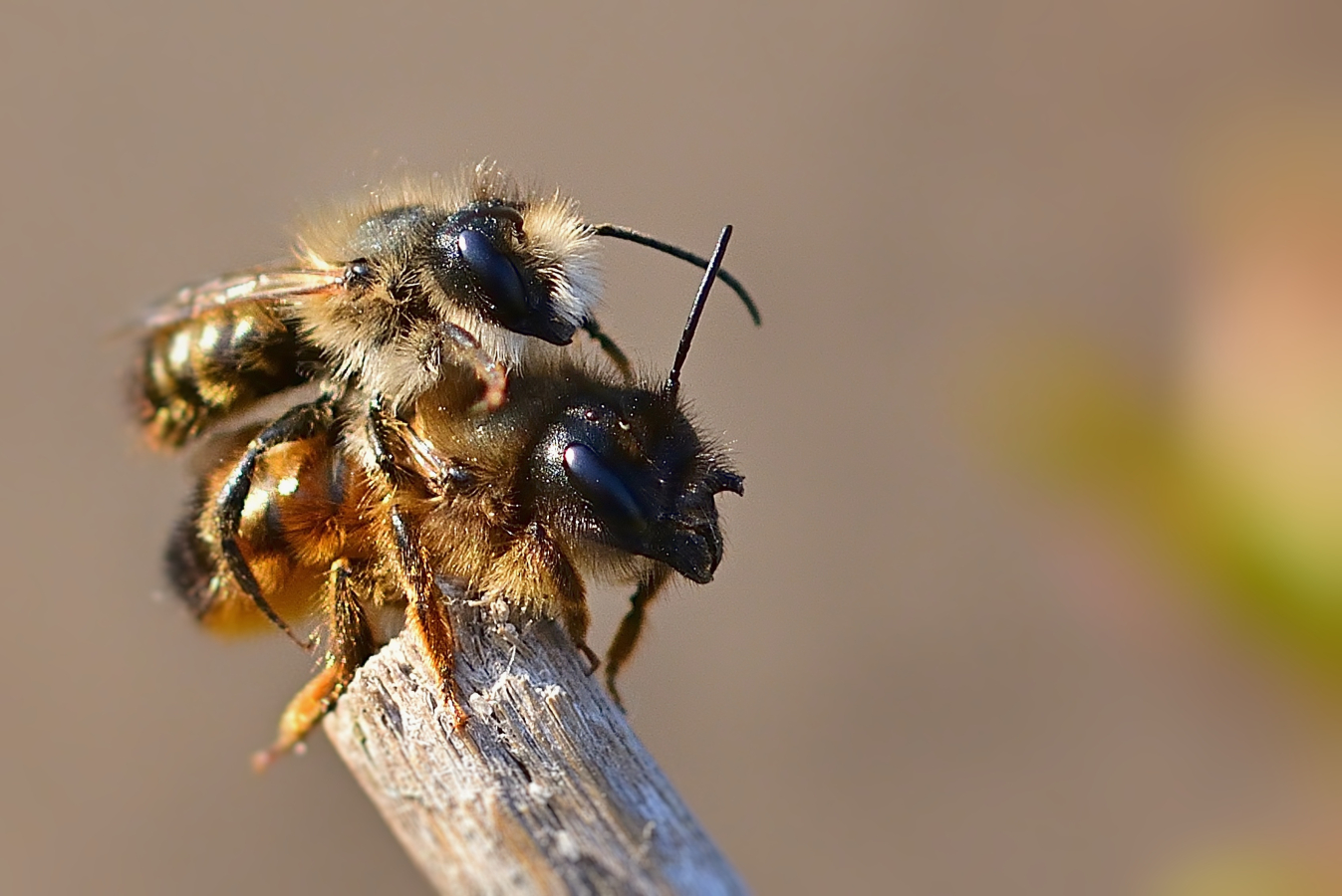Als de vrouwtjes uit het nest komen, willen de mannetjes direct paren. soms met meerdere tegelijk