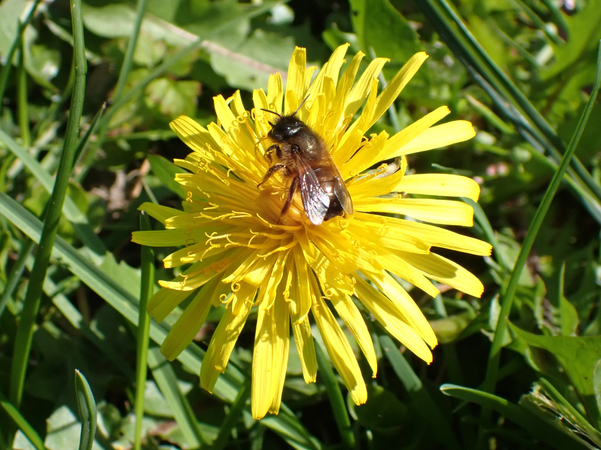 Vrouwtje rosse metselbij op een paardenbloem.
