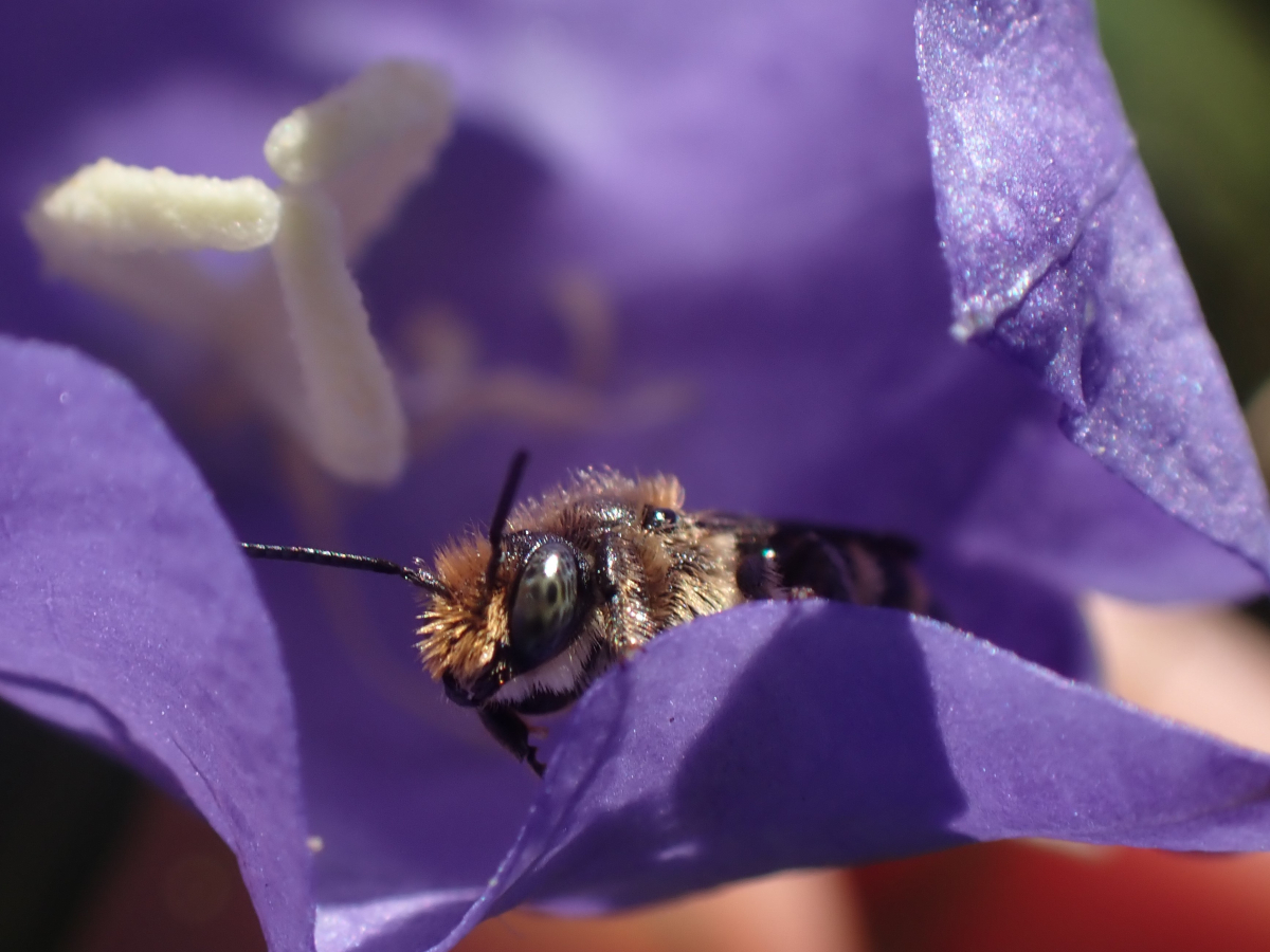 Een mannetje grote klokjesbij, met bruine haartjes op zijn kop en geblokte ogen. 