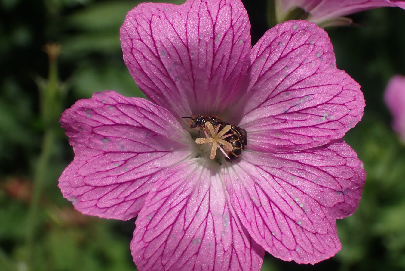 een bloem van een ooievaarsbekje, met in het midden een mannetje grote klokjesbij.