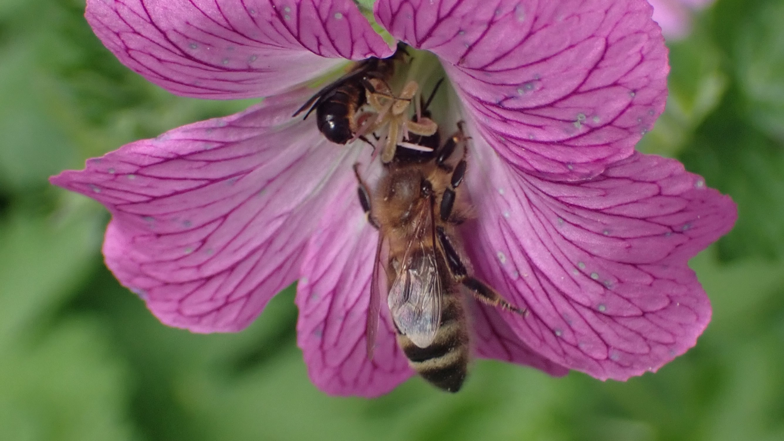een grote klokjesbij-mannetje en een honingbij op een bloem van een ooievaarsbekje