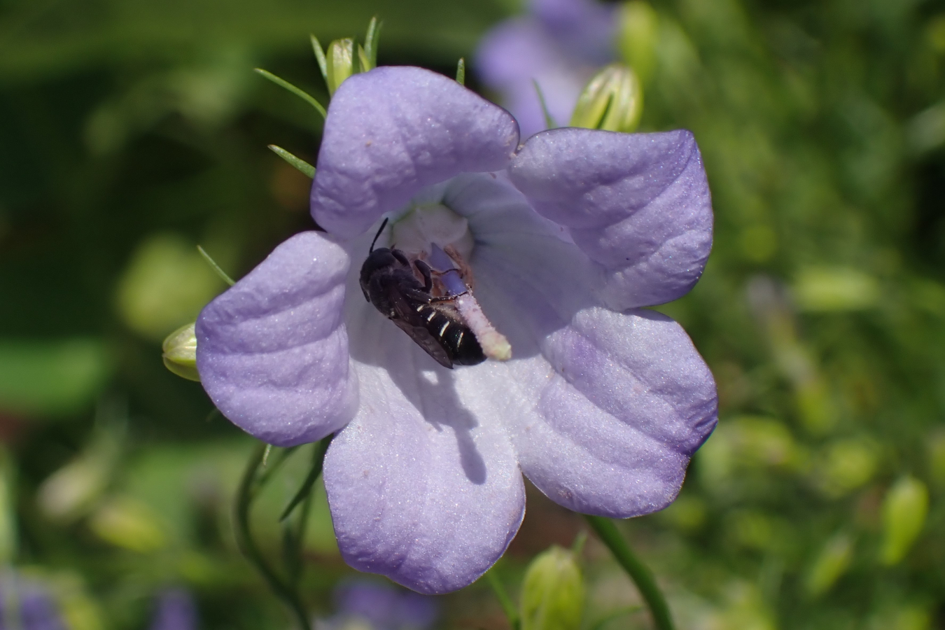 Een vrouwtje van een grote klokjesbij in een klokjesbloem