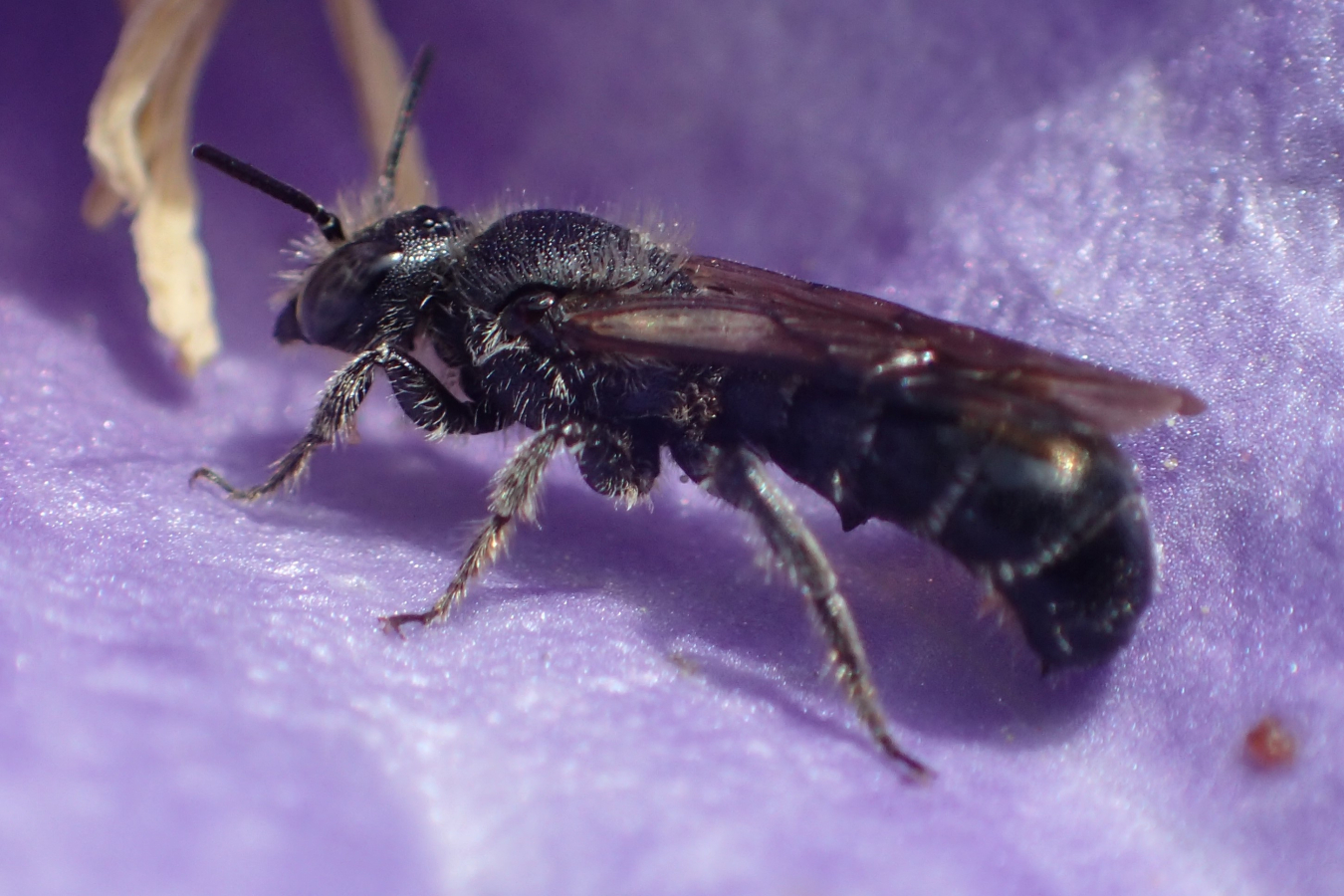 oud mannetje grote klokjesbij in een klokjesbloem