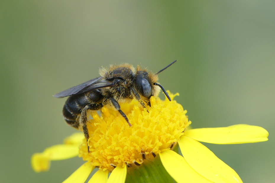 Gedoornde slakkenhuisbij
