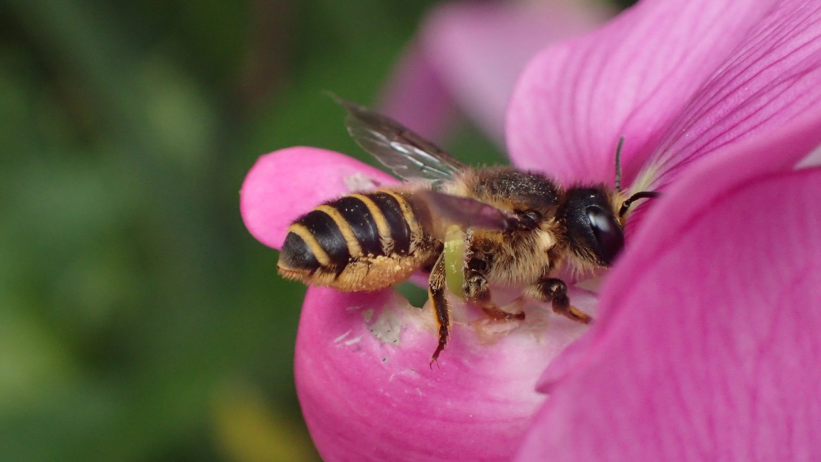 vrouwtje Lathyrusbij op lathyrusbloem