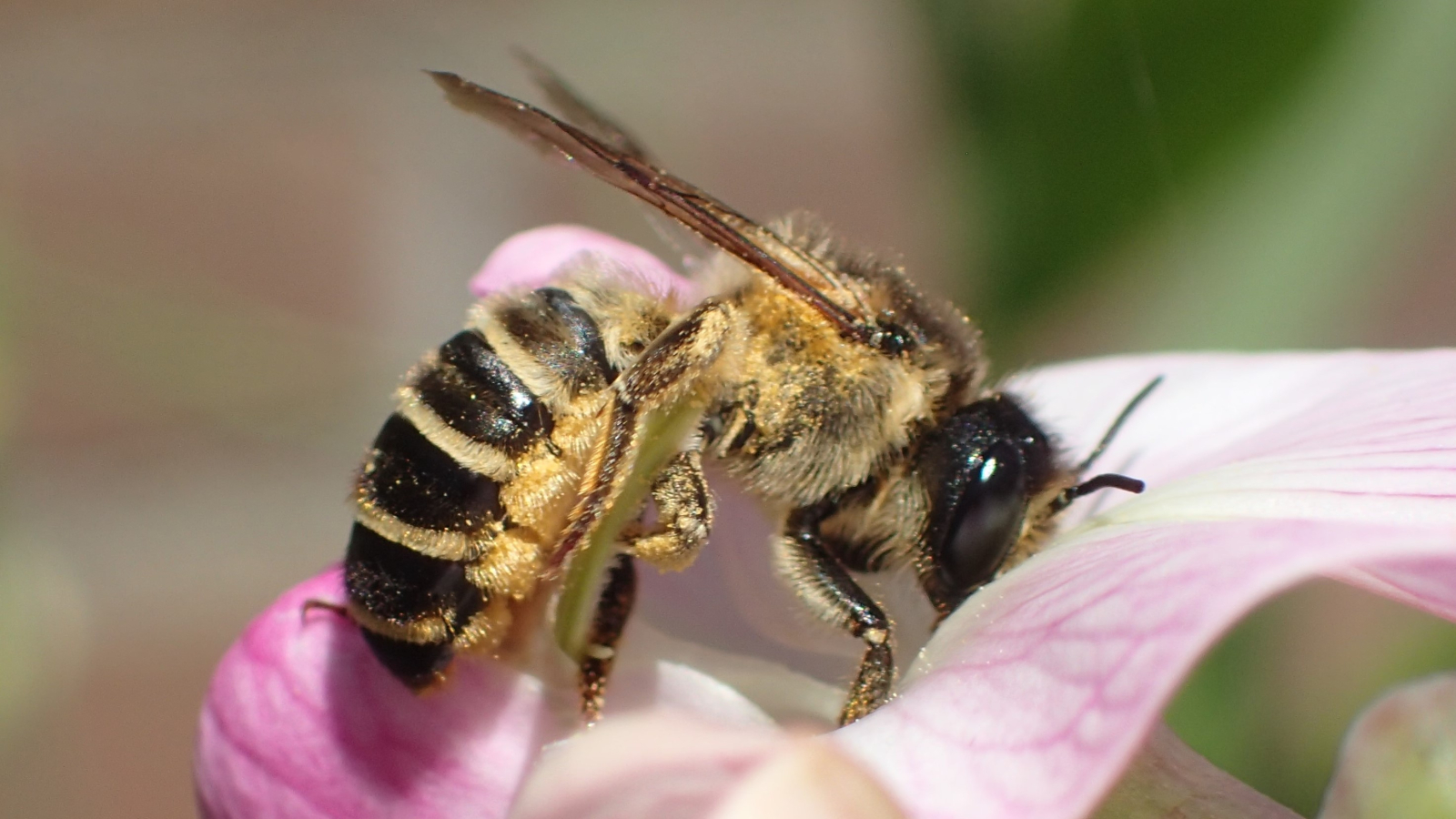 vrouwtje Lathyrusbij op lathyrusbloem