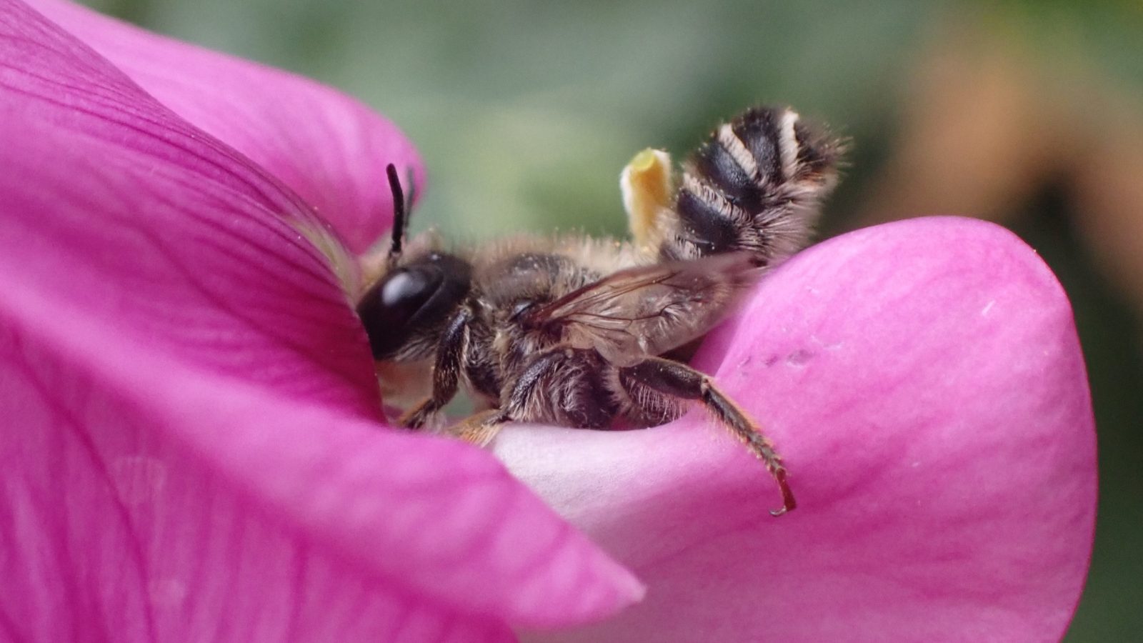 mannetje Lathyrusbij op lathyrusbloem