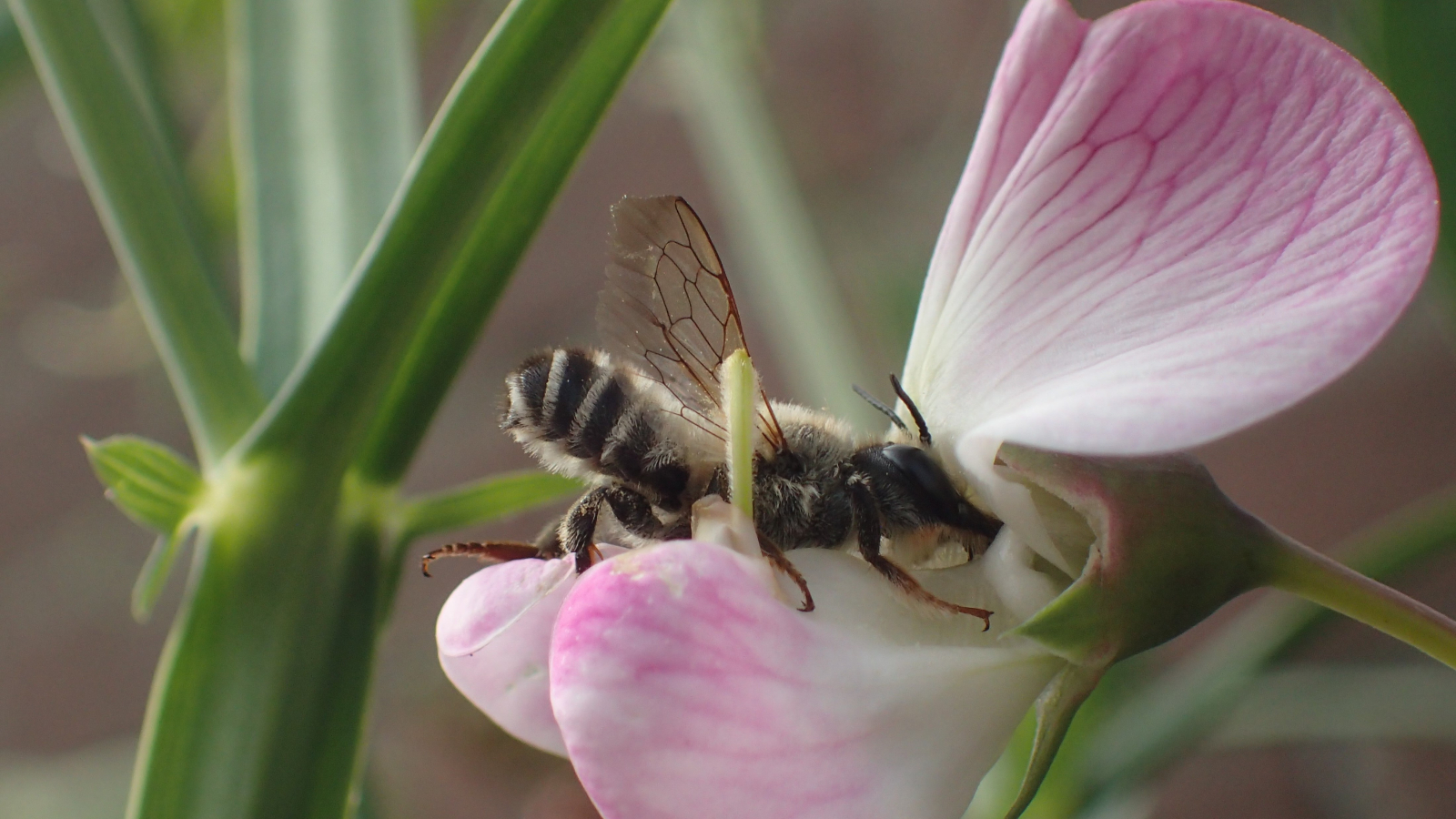 mannetje Lathyrusbij op lathyrusbloem