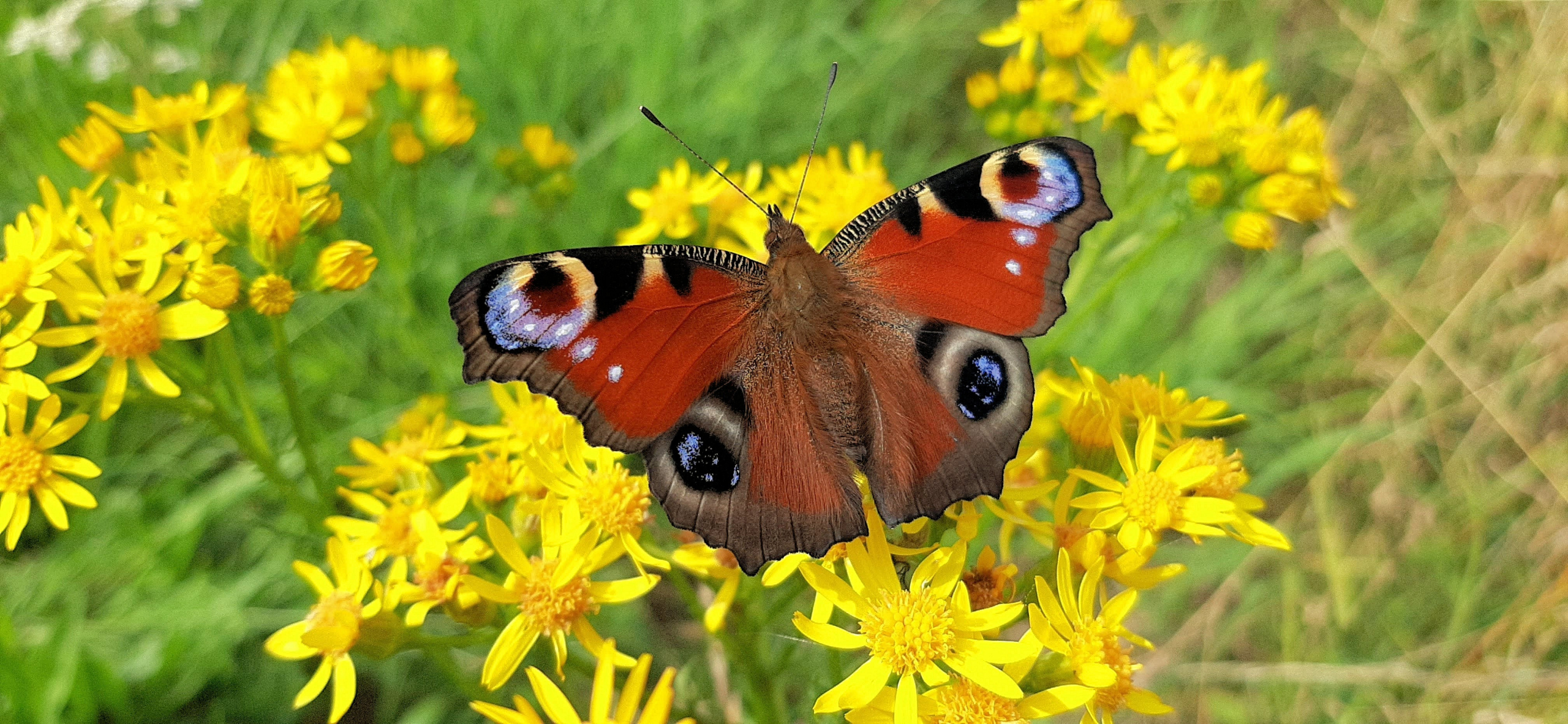 dagpuawoog op bloemen van jakobskruiskruid