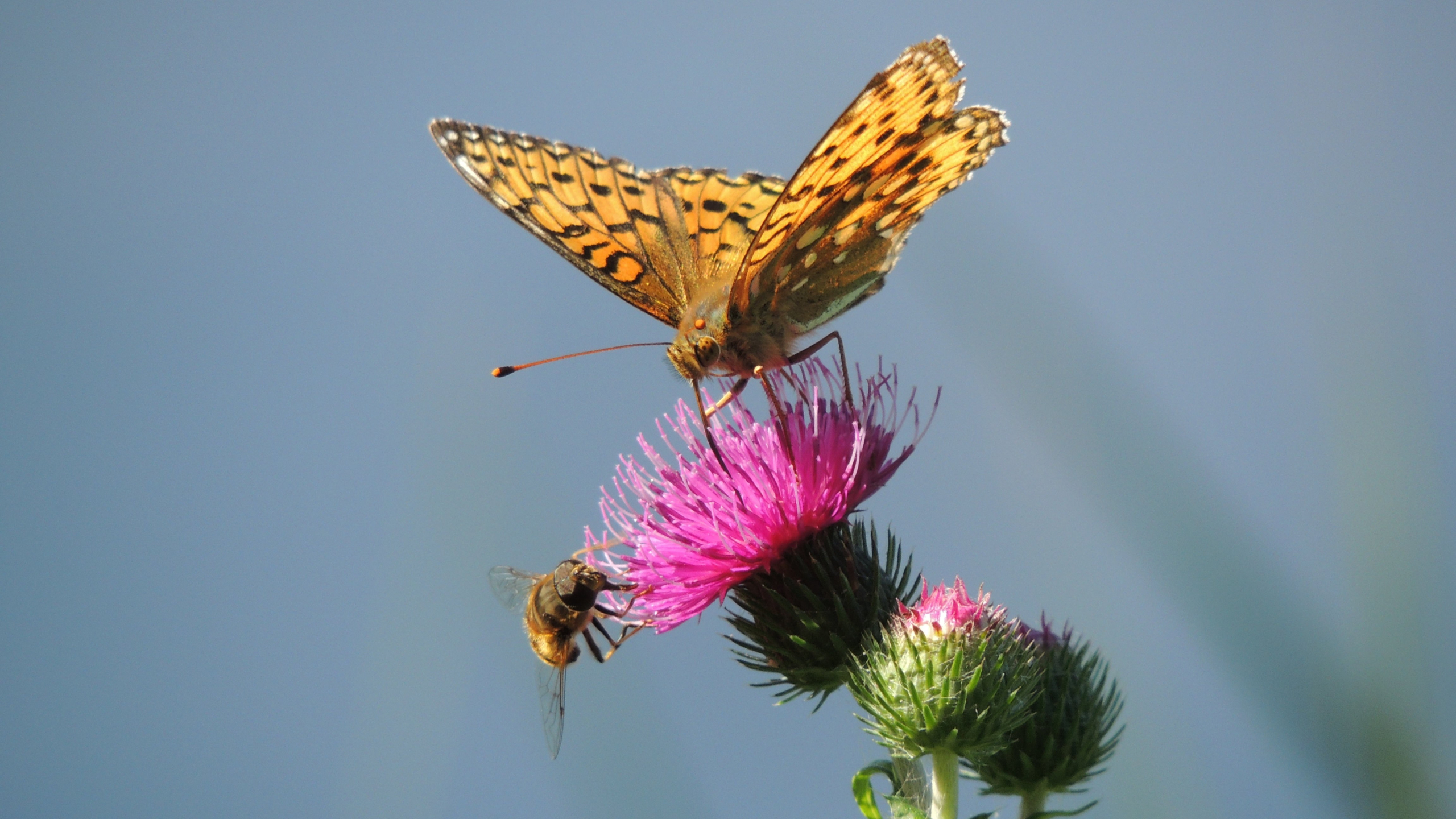 grote parelmoervlinder