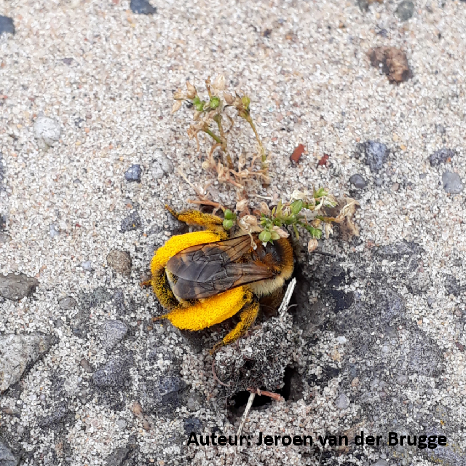 Soms nestelen pluimvoetbijen ook tussen stoeptegels
