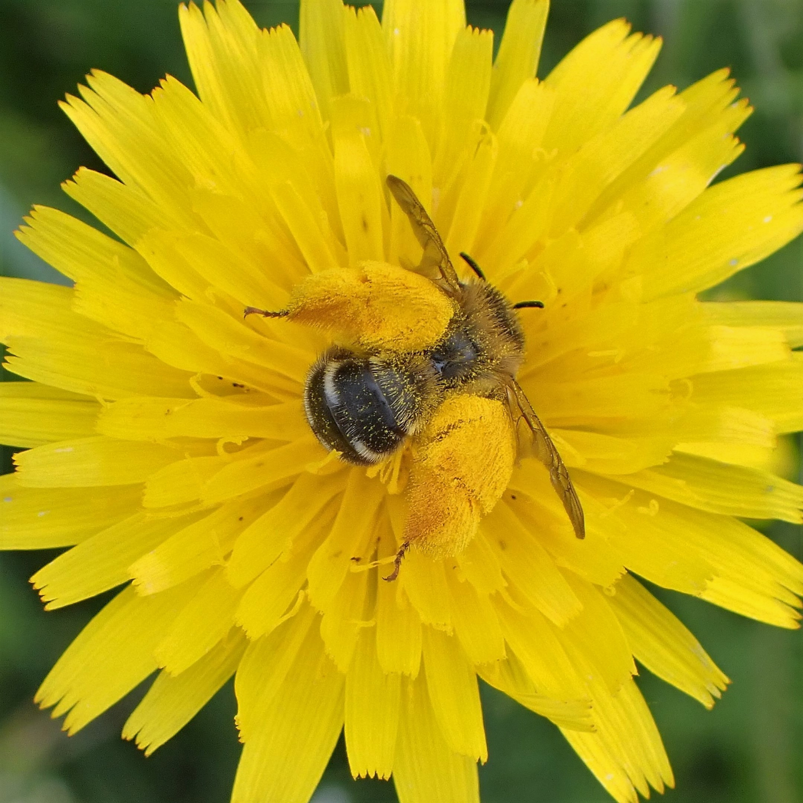 Pluimvoetbij vrouwtje verzameld stuifmeel op biggekruidbloem