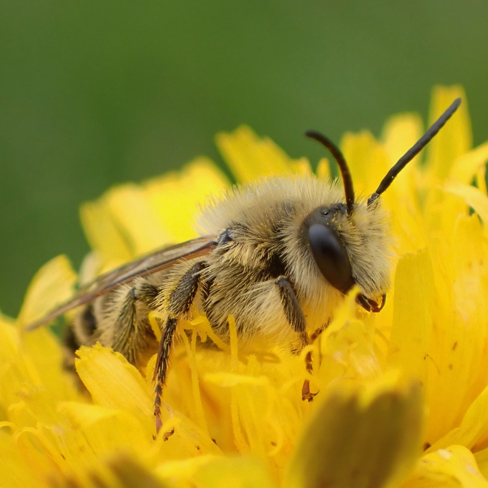 mannetje pluimvoetbij op biggekruid