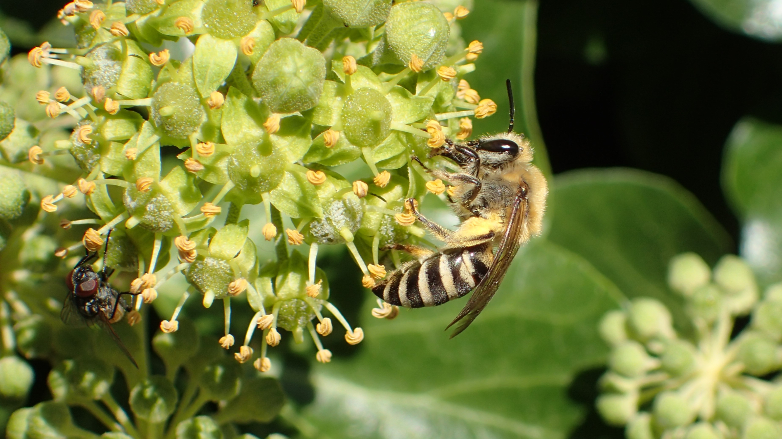 vrouwtje klimopzijdebij op klimopbloem